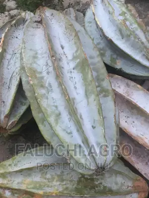 Hybrid Ugu (Pumpkin) Seeds