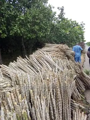 Cassava Stems Tme 419 TMS 30572