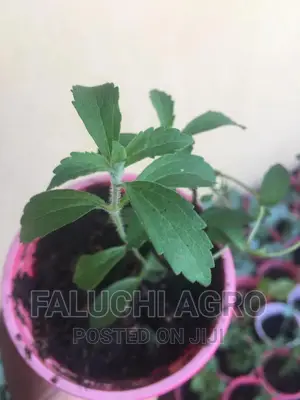 Stevia Seedlings (Sugar Plant), Fresh Leaves and Dried Leav