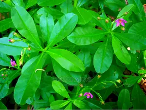 Waterleaf Seeds Waterleave Water Leaf
