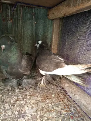 Hungarian Giant Pigeons For Sale