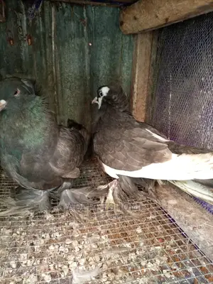 Hungarian Giant Pigeons For Sale