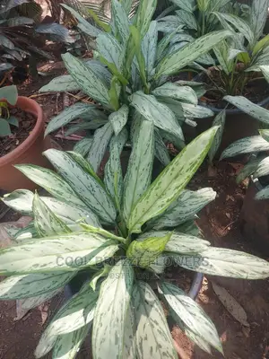 Air Purifying Flowers Plant's