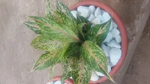 Indoors Plants for Homes and Offices