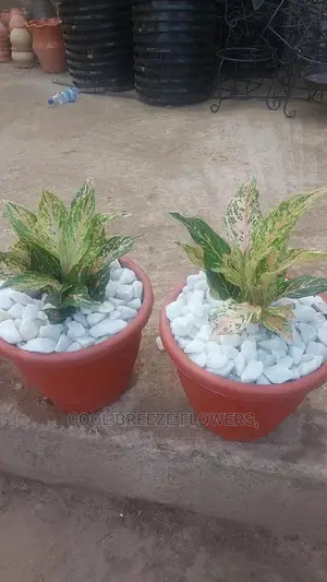 Indoors Plants for Homes and Offices