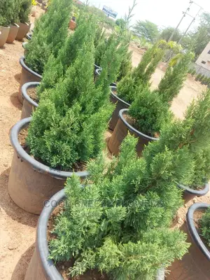 Connifer for Outdoor Landscaping