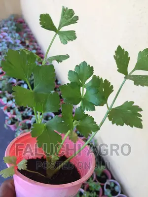 Celery Seedlings