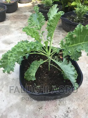 Potted Herbs (Ready To Harvest And Use)