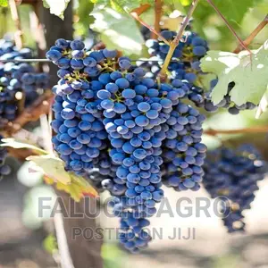 Hybrid Grafted Grapevine Seedlings