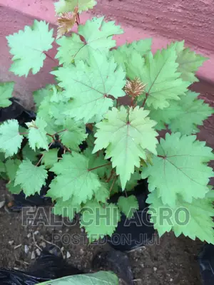 Hybrid Grapevine Seedlings
