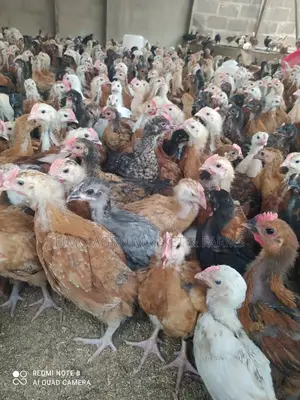 Noilers , Special Cockerel Chicken, Brahma Chick