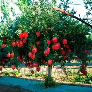 Hybrid Pomegranate Seedlings