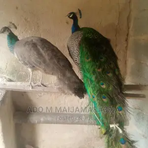 Buy All Types Of Birds Here At Very Affordable Price.