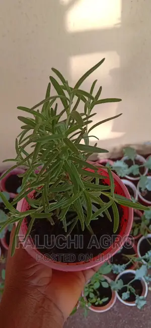Rosemary Seedling