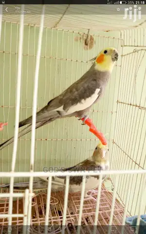Well Treated Lovely Cocktails Parrots Birds Is Available