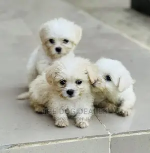 1-3 months Female Purebred Lhasa Apso