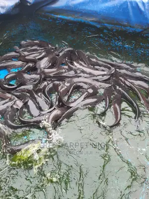 Fish Farming Support Services