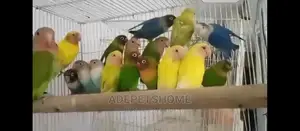 Foreign Love Birds for Sale