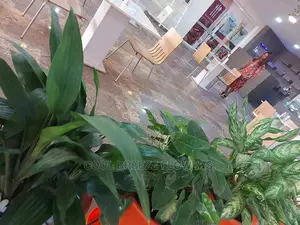 Indoors Plants Available for Your Beautification