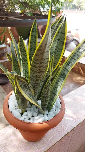 Trending Indoor Plants