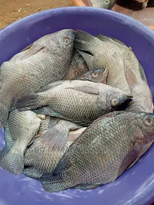 River Tilapia & Seafood
