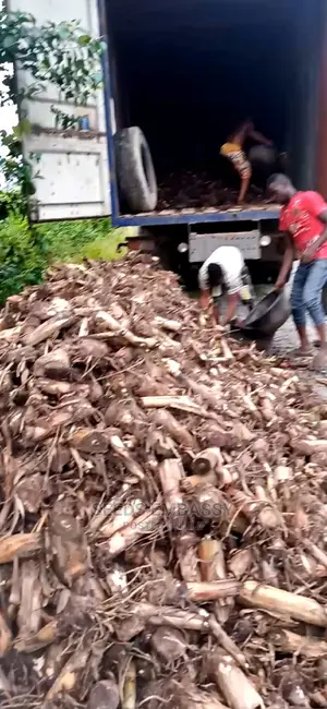 Plantain Sucker Elephant Giant Variety