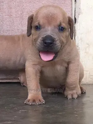 3-6 months Female Purebred Boerboel