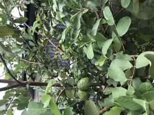 Economic Plants, Palms, Plantain,Cashew,Oranges Plantation