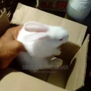 Healthy Weaners Rabbits for Sale.