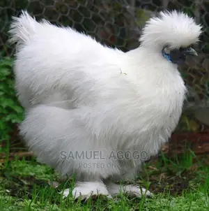 Foreign Birds for Sale