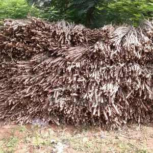 Cassava Stem Tme 419, Tme 502, TMS 30572, Cassava Tuber.