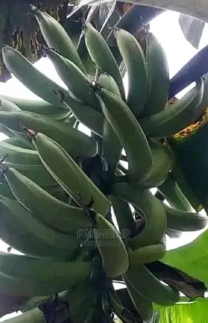 Fresh Unripe Plantain