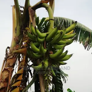 Hybrid Plantain (Giant Elephant Variety)
