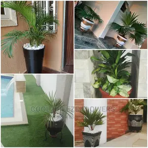 Air Purifying Flowers Indoors Outdoor Plants