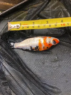 Orange and White Mix Japanese Koi Fish for Aquariums