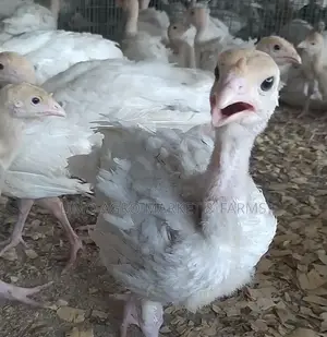 Turkeys ; Local/Imported