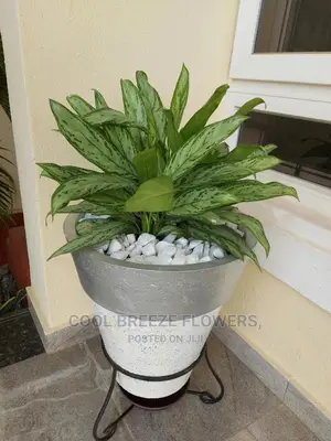 Indoors Plants for Beautification of Homes and Offices
