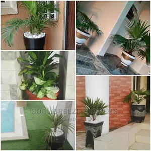 Healthy Air Purifying Plants