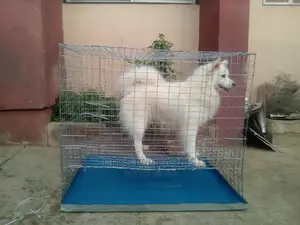 Eskimo/Lhasa Indoor Cage for Sale