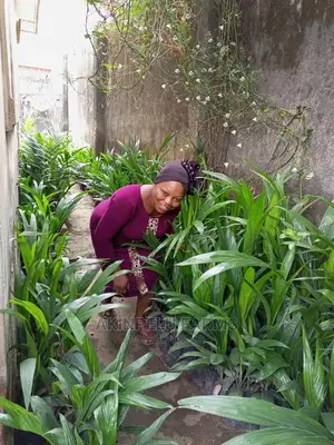 Oil Palm Seedlings-Supergene