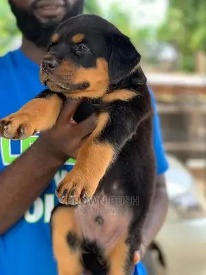 1-3 months Female Purebred Rottweiler