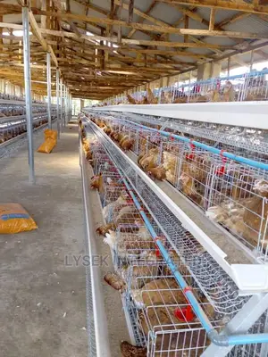Cage for Layers Birds