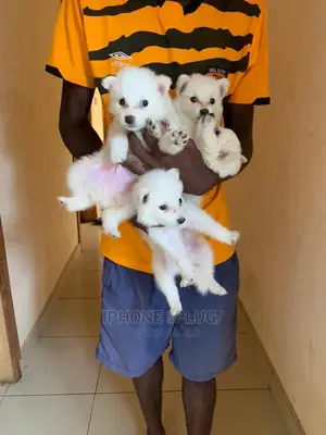 1-3 months Male Purebred American Eskimo