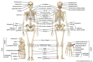 Human Skeleton L Parts, Function