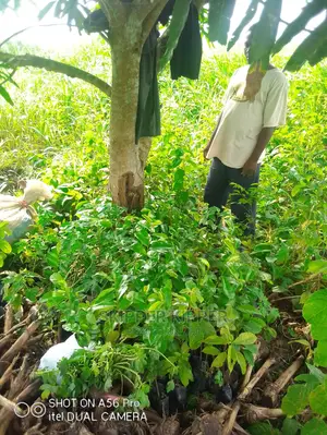 Soursop Seedlings