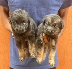 1-3 months Female Purebred German Shepherd