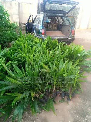 Improved Agric Hybrid Tenera Oil Palm Variety Seedlings