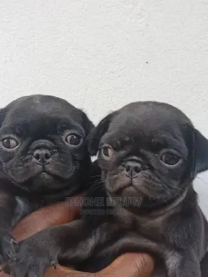 1-3 months Female Purebred Pug