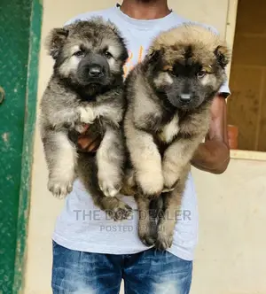 1-3 months Female Purebred Caucasian Shepherd