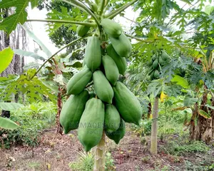 Pawpaw Fruit and Seedlings